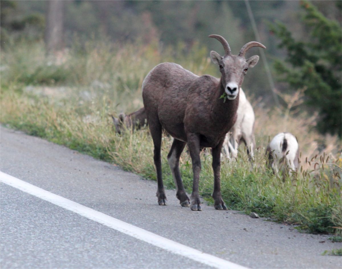 A mountain sheep stands on the side of a highway.