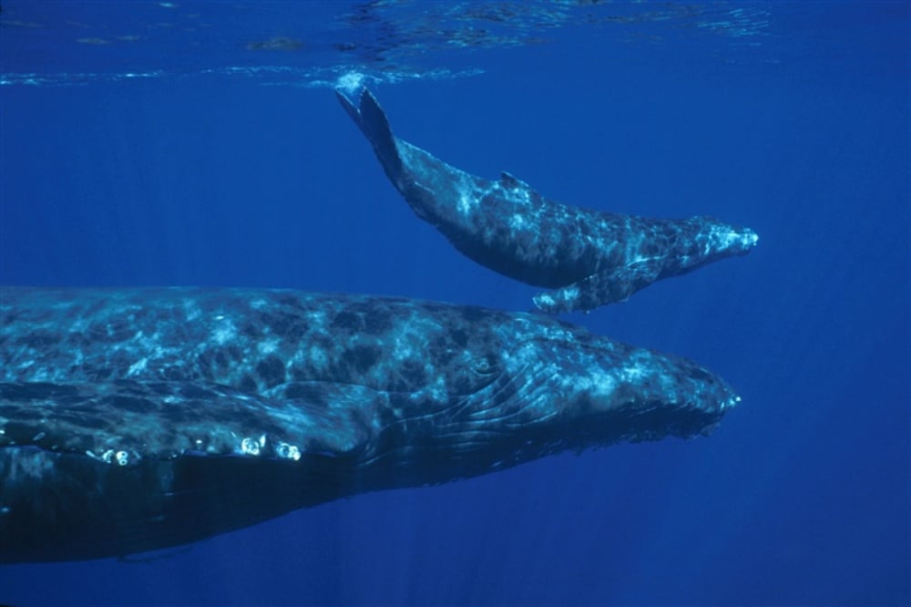 humpback-mother-and-calf-main.jpg