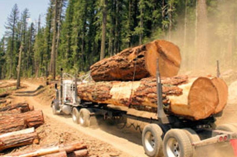 How We Sawed off Our Forest Industry