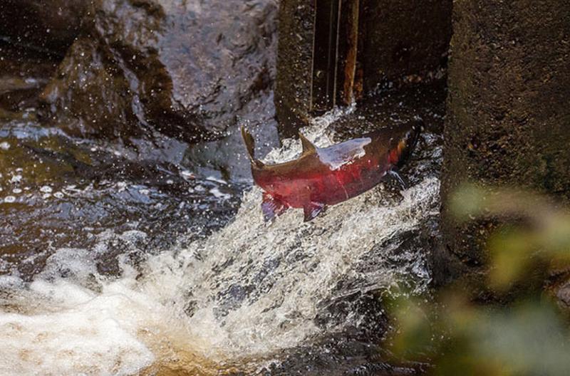 Something Fishy About BC's Proposed Water Act
