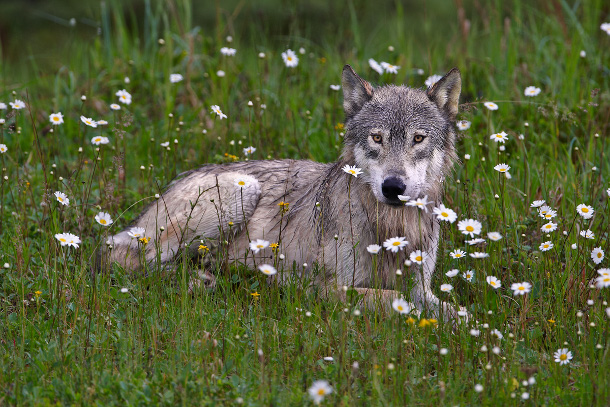 Wolf in repose