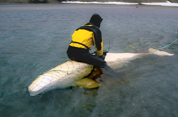 582px version of Beluga by Ed Struzik