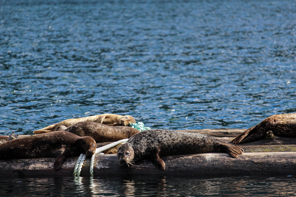 582px version of Seals