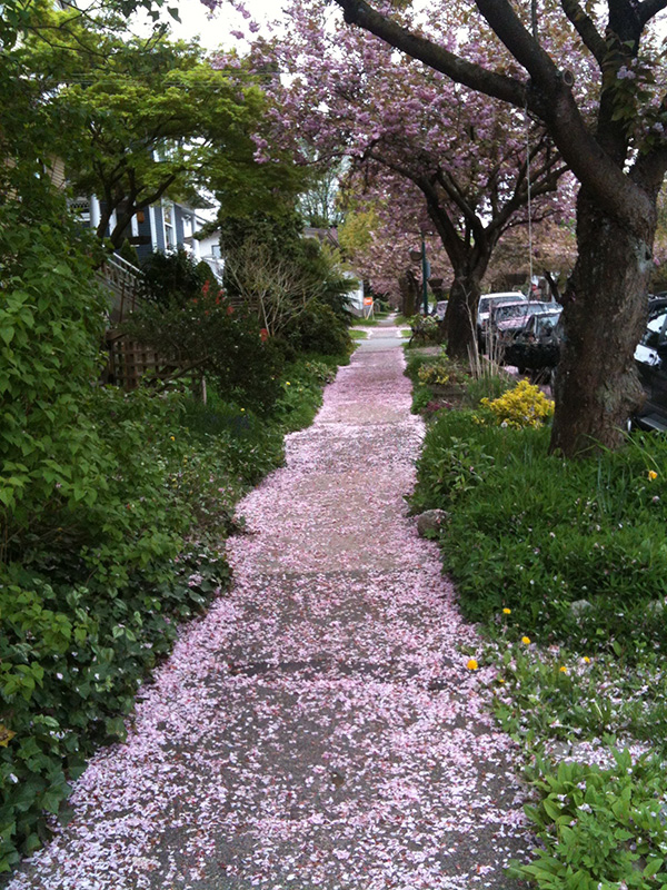 582px version of VancouverCherryBlossoms.jpg