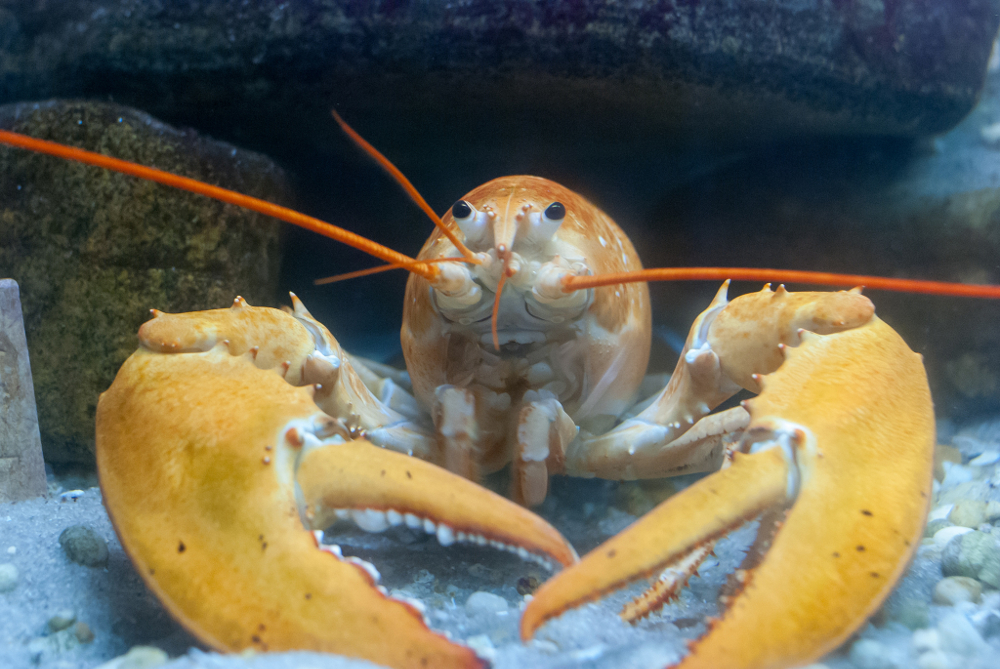 lobster-tank-colour.jpg