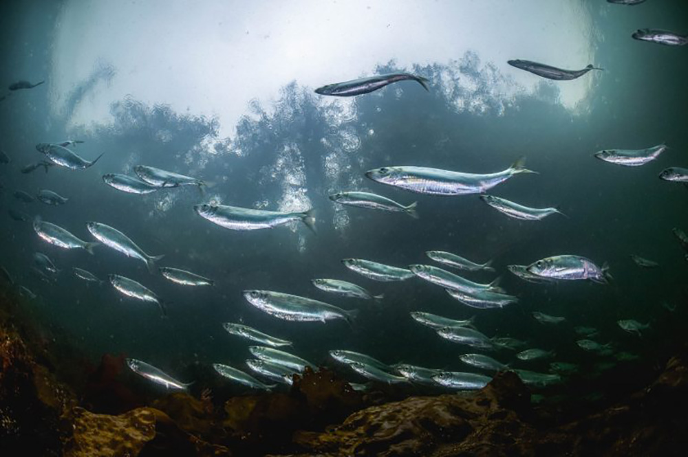 851px version of HerringSchoolUnderwater.jpg