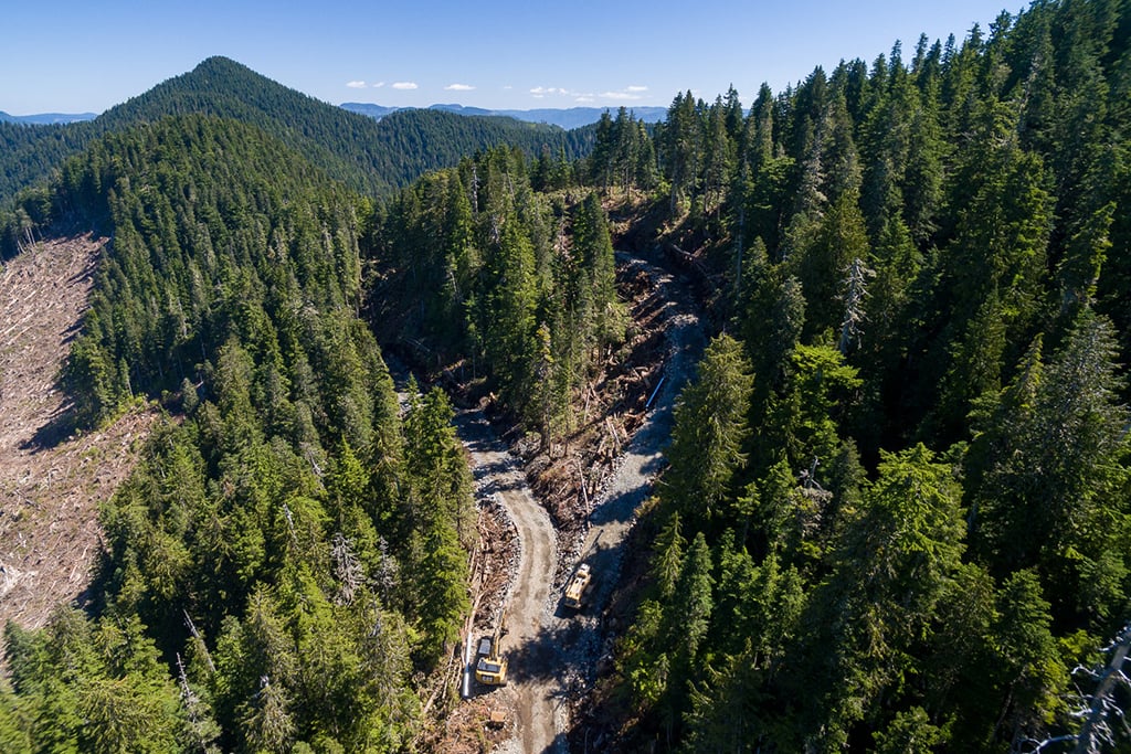 An aerial photo shows logging roads cutting through the forest in Fairy Creek. At the left of the photo, a cutblock is visible.
