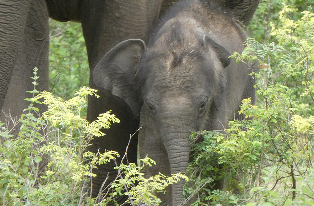 851px version of BabyElephantForest.jpg