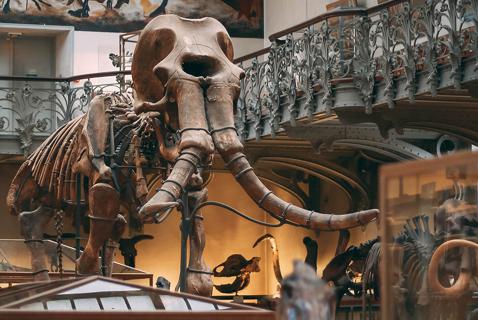 Leave the Woolly Mammoth Alone