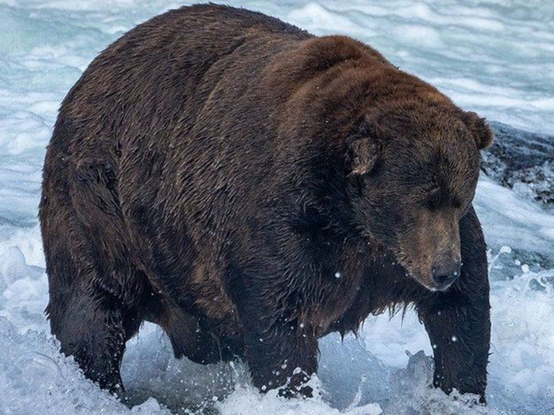 A fat dark brown bear wades through a rushing river.