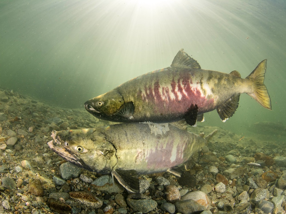 A pair of chum salmon swim together near the rocky bottom of a body of water lit green from the sunlight above. The chum salmon are distinctive for their red markings along their bodies.