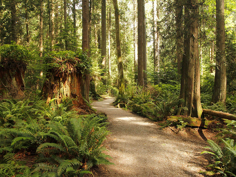 A wide walking path winds through a lush stand of tall coniferous trees and ferns on a sunny day.