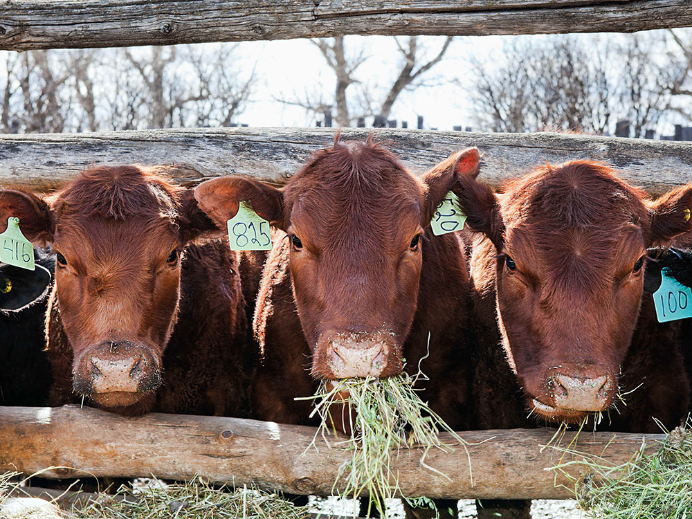 Three chestnut-coloured cows stand by side eating hay, with their heads poked through a fence.