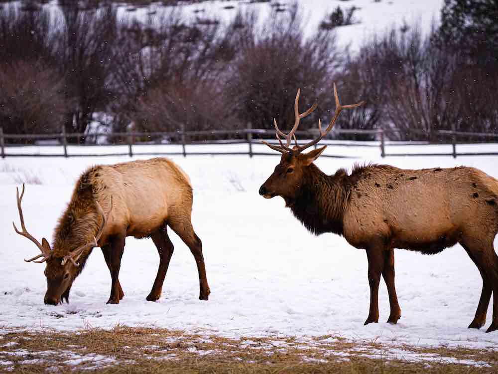 Two elk with large antlers stand in a snowy field, with a fence in the background.
