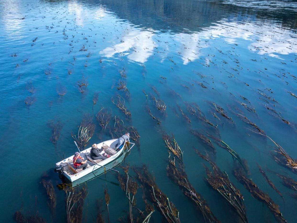 A rowboat with two people sits in a kelp bed.