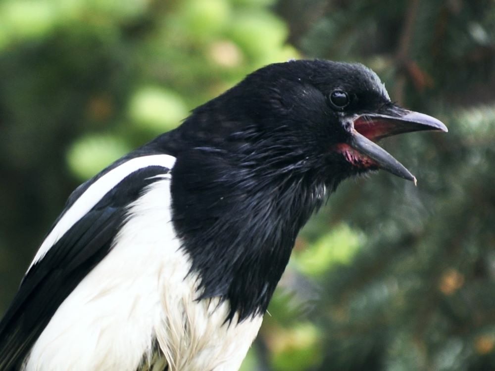 A bird with a black head and bill and mostly black feathers, with some white feathers on its body below the neck, opens its beak.