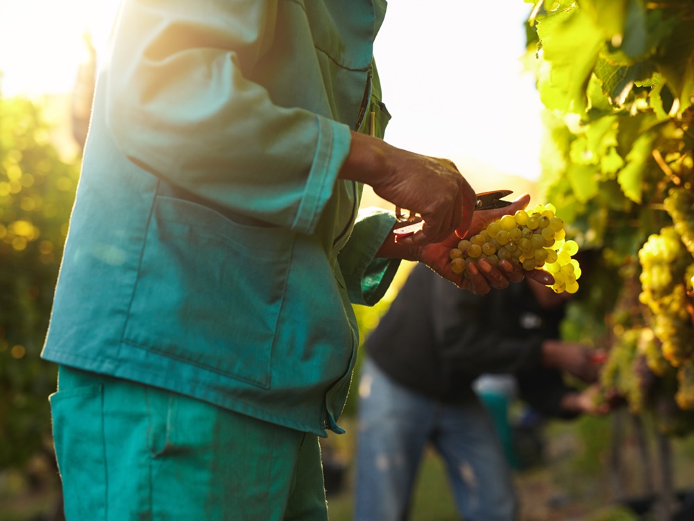People pick grapes in a vineyard.