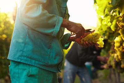 The Economic Case for Better Farmworker Heat Protections in BC