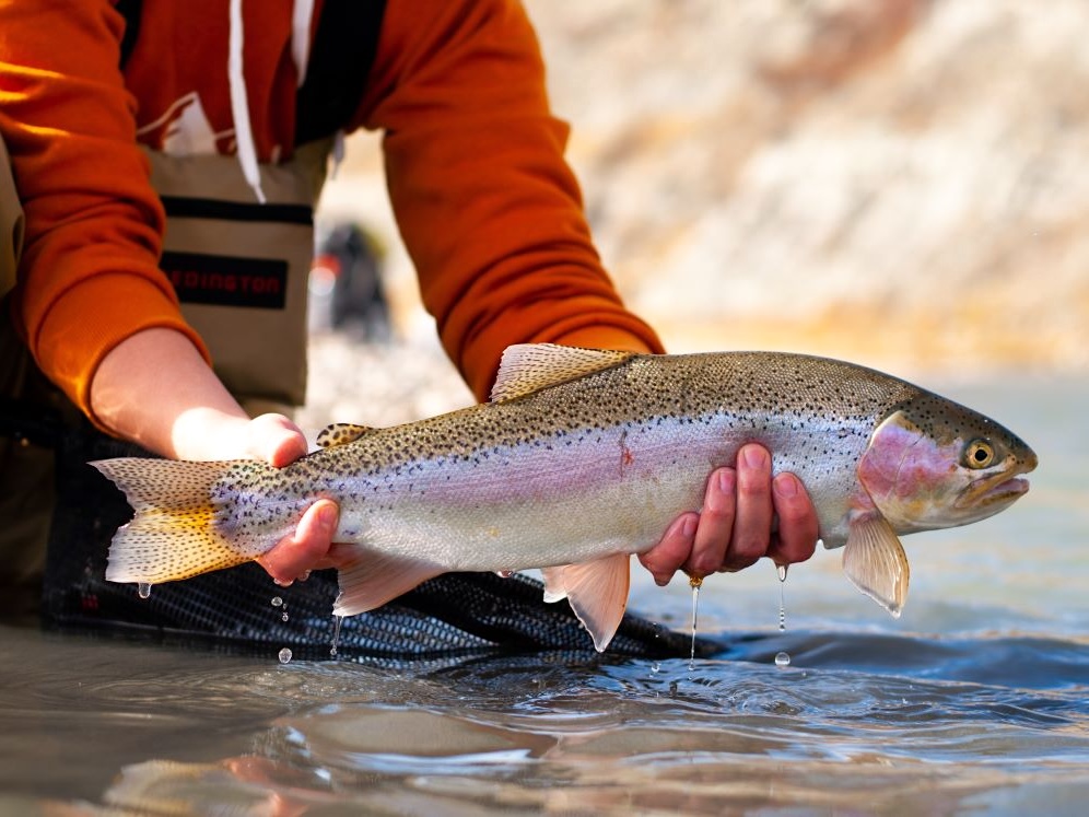 A person holds a shiny, light brown, black-speckled trout in both hands just above the surface of the water.