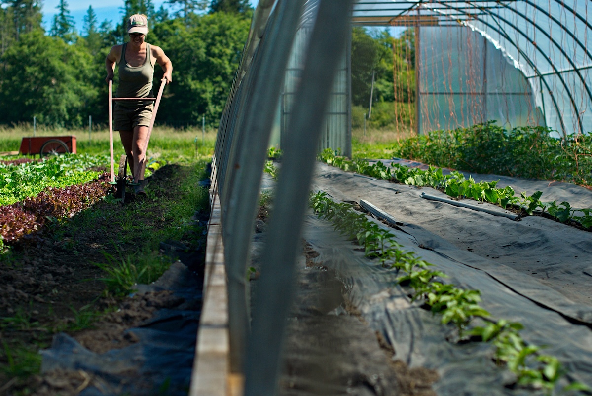 Ariella Falkowski runs a wheel hoe in rows of
lettuce.