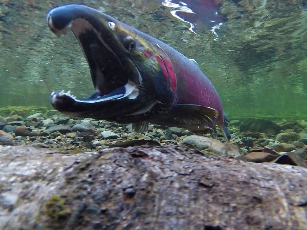 A spawning coho salmon swims toward the camera in a shallow stream.