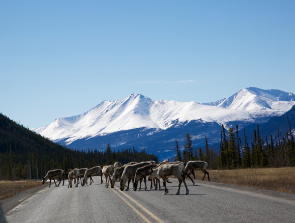 Boreal-Caribou.jpg