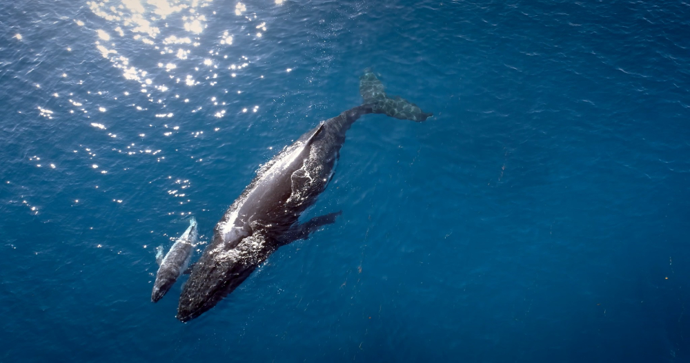 851px version of WhaleIslandFilmStillBirdsEyeOcean.jpeg