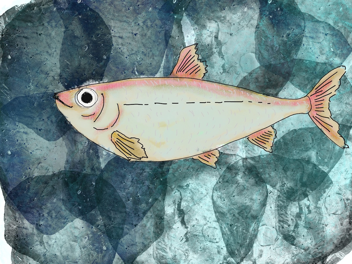 An illustration of a shortjaw cisco, set against a watercolour blue background. 