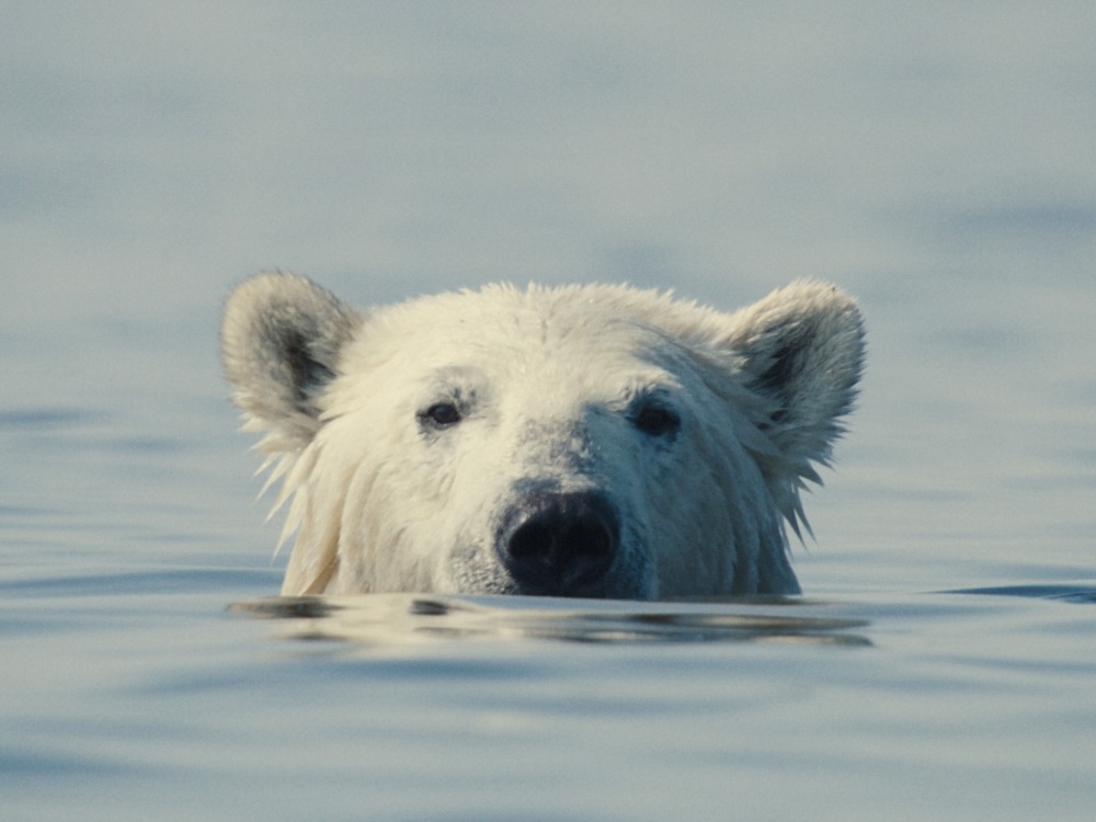 A polar bear pokes its head out of the water.
