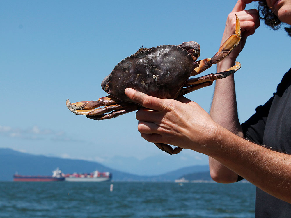 A 17-centimetre-wide crab is held by its back two legs to demonstrate how to pick it up safely. Freighters float on the ocean in the background, piled high with shipping containers. 
