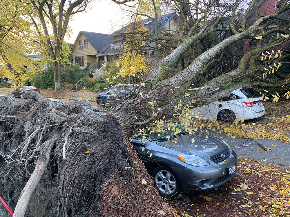 To the left of the frame, uprooted tree roots expose a dense, connected network above the sidewalk. A tree trunk lays across a crushed grey hatchback on a residential street. There are houses in the background. The leaves on the street are yellow and brown.