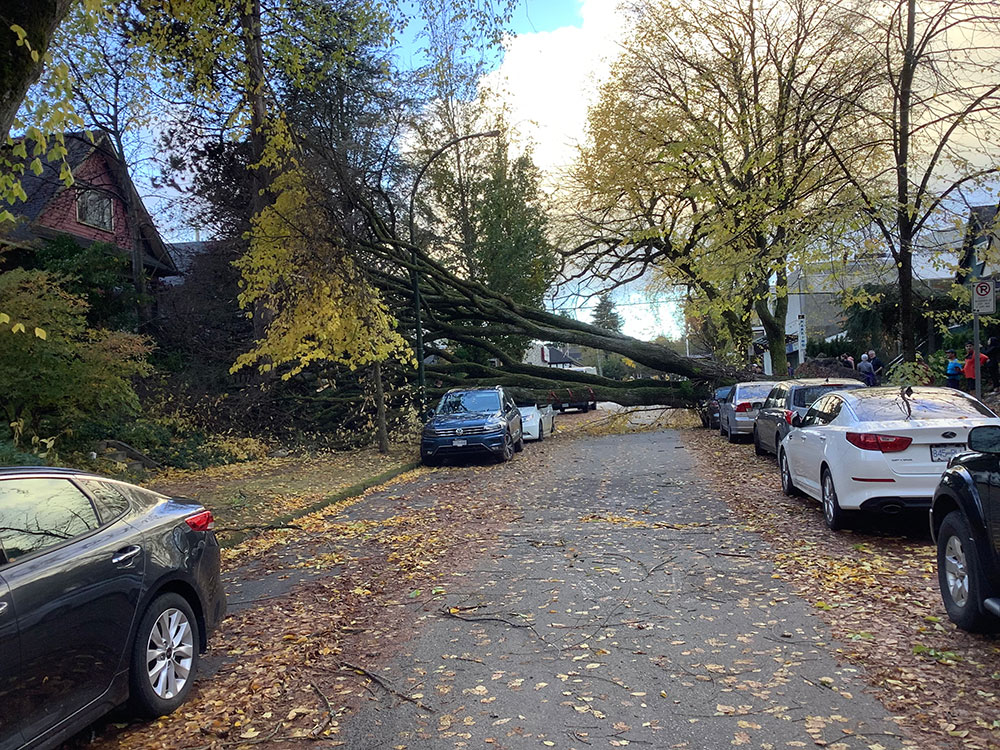 We Love City Trees. Until They Land on Us - Vimarsana News