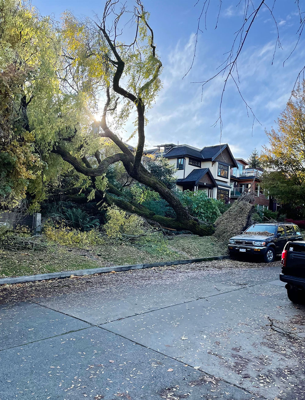 A blue sky and late-day sun loom behind a large tree that has fallen into a yard on a residential street. A parked SUV to the right of the frame stands next to uprooted concrete and grass from the impact of the tree’s roots lifting up out of the ground as it fell. In the foreground is a grey street with leaves scattered across it.