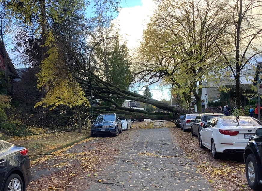 A large deciduous tree with broad yellow leaves to the left of the frame lies spectacularly across a residential street. This photo is taken from the middle of the street. To the right of the frame, a small crowd of people has gathered to inspect the tree.