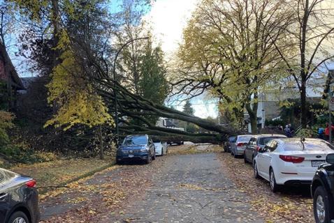 We Love City Trees. Until They Land on Us