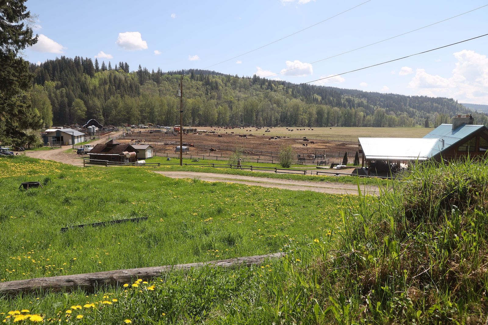 A landscape shot of the ranch, with farm buildings and a scattering of horses. There are treed hills in the background.