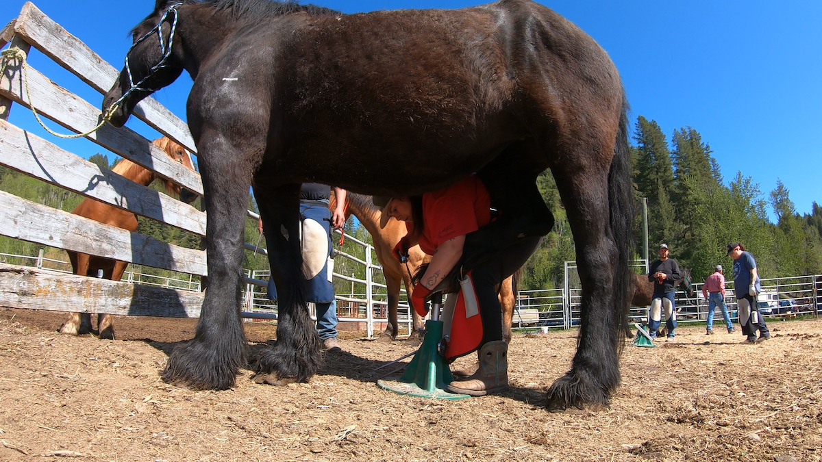 A woman crouches under the heft of a dark brown horse to rasp the horse’s hoof.