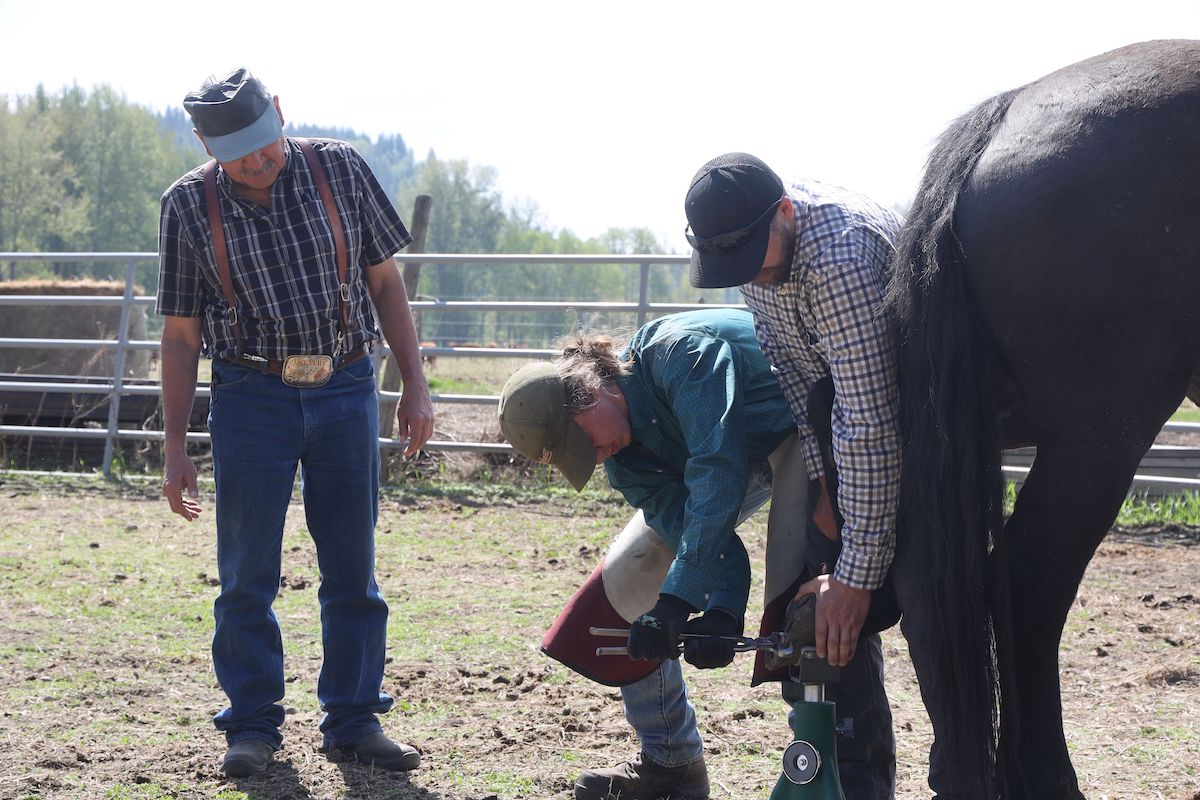 A man in ballcap, jeans, a belt and suspenders watches a younger man work on a horse with the assistance of another person.
