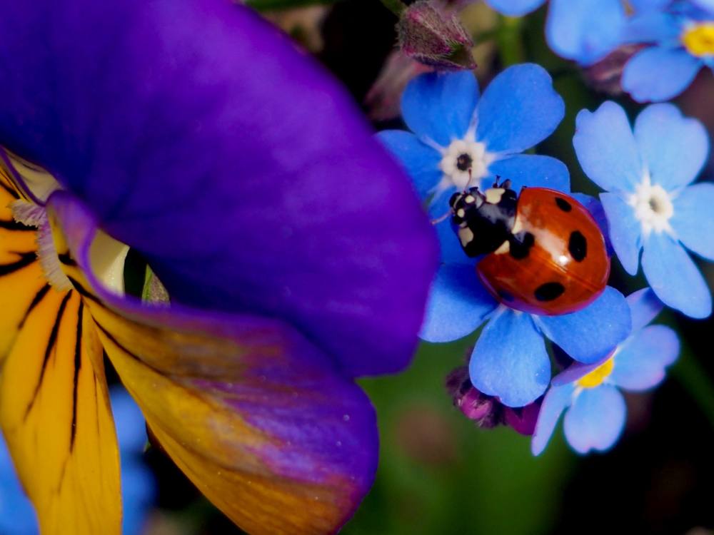 A ladybug, its bright red shell dotted with black spots, sits among colourful flower petals.