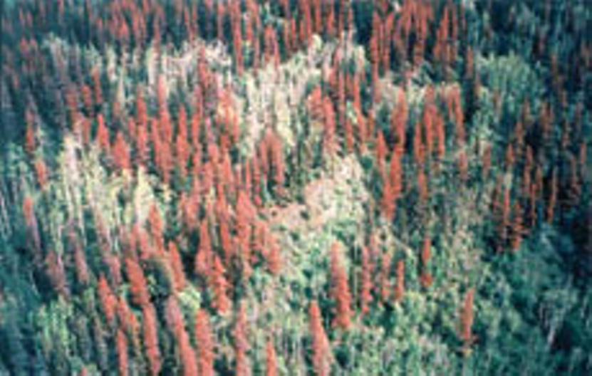 Let's Grow a Pine Beetle Fund