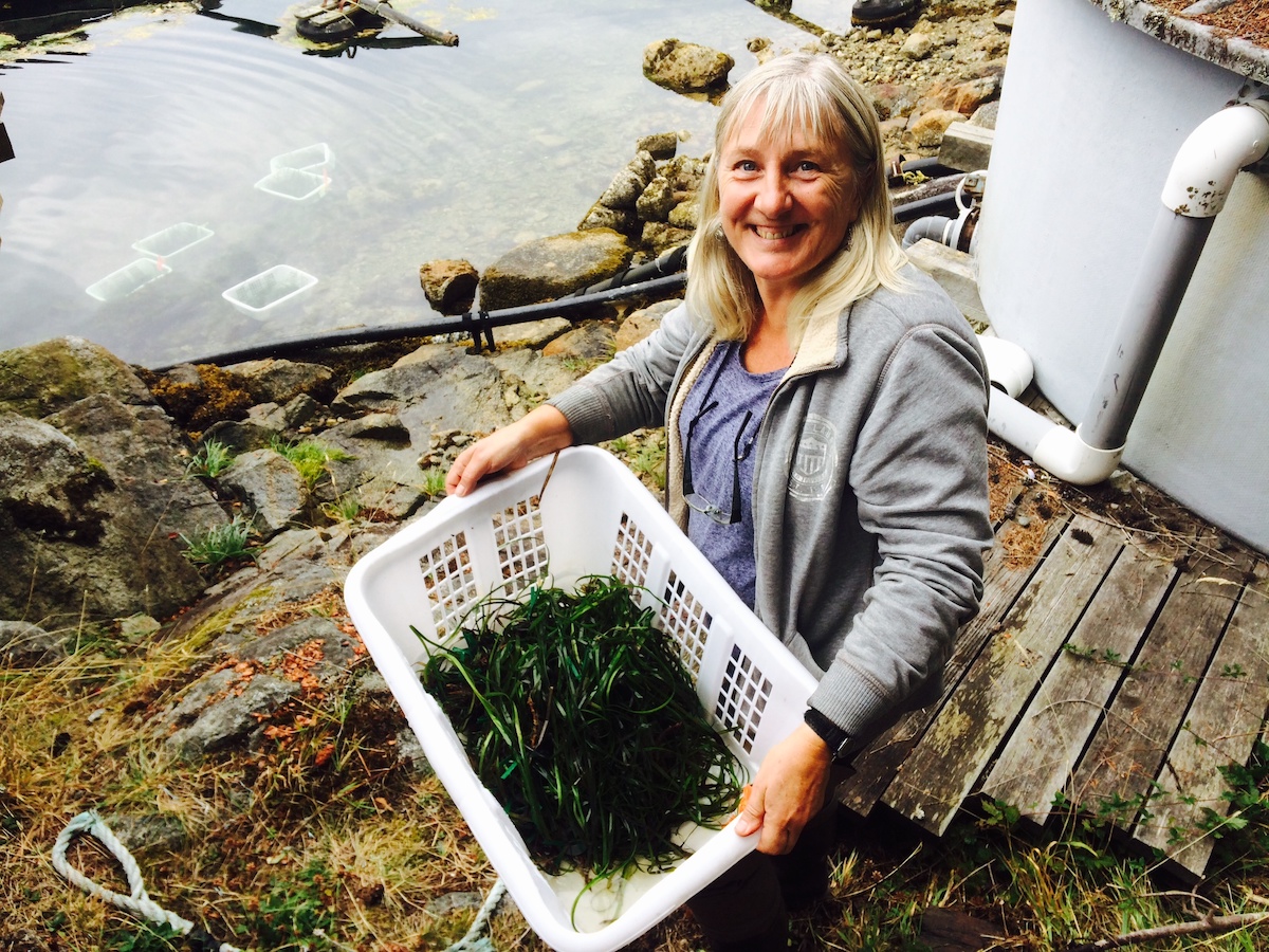 Dianne Sanford, a woman with light blond hair wearing a grey zip-up sweatshirt over a blue T-shirt, holds a white laundry basket half full of green eelgrass. More eelgrass baskets can be seen submerged in the water behind her.