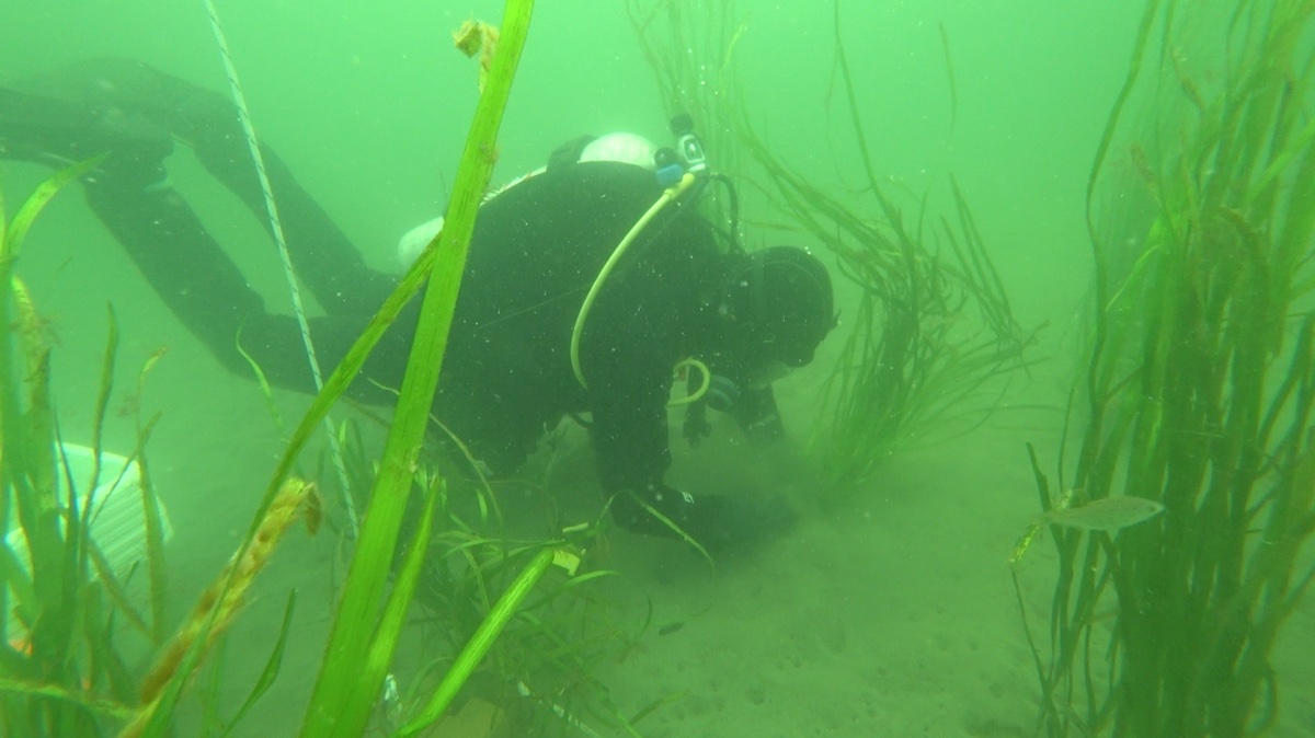 A scuba diver plants eelgrass into the sea floor in a green-hued underwater shot.