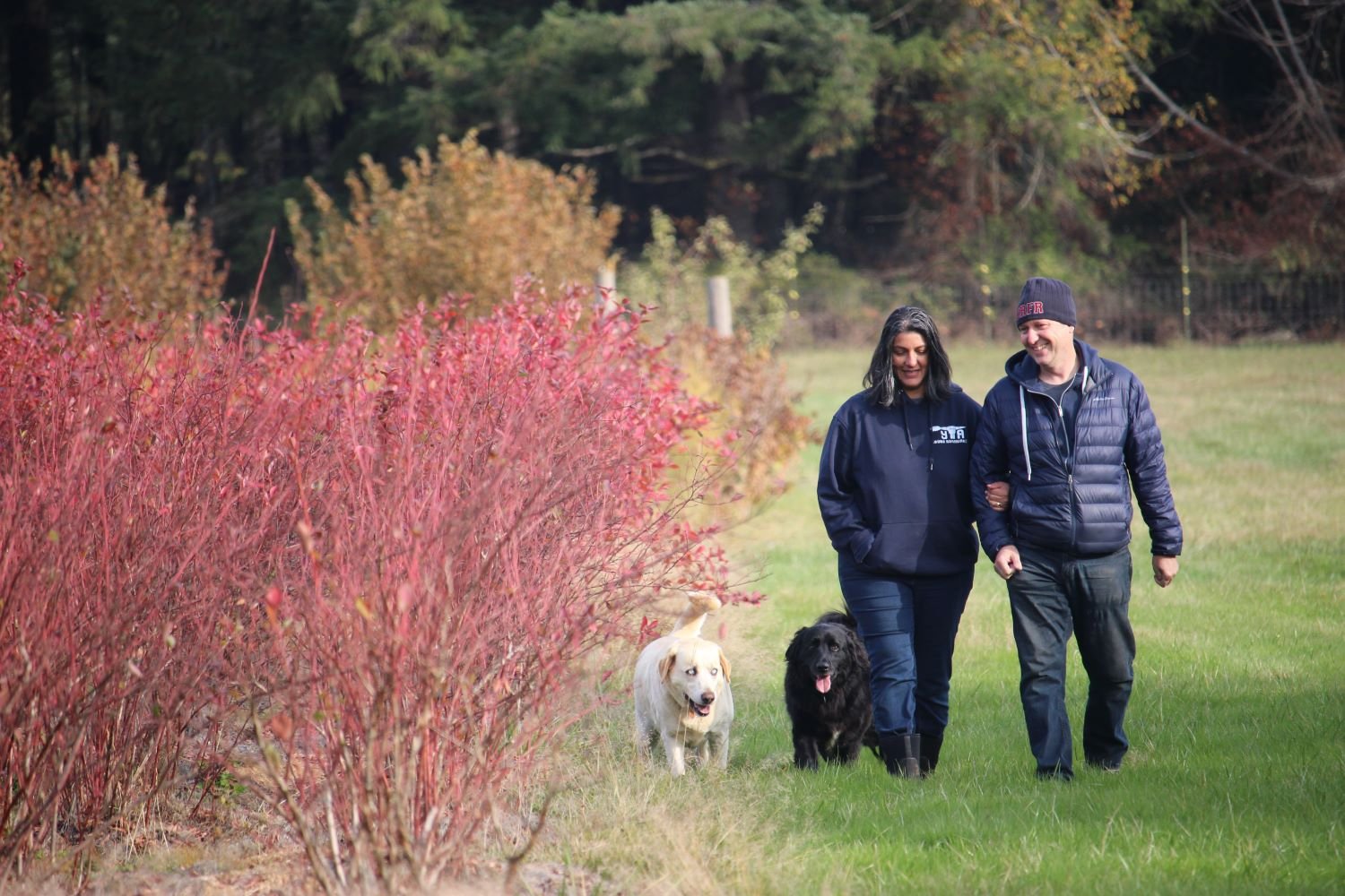 A dark-haired woman wearing a blue hoodie and jeans walks arm in arm with a man in a blue toque and puffy jacket through a field. Beside them walk two mid-sized dogs, one white and one black.