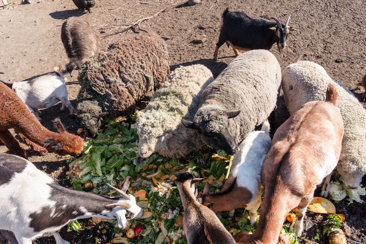 A group of sheep and goats of various colours feed on a pile of produce waste.