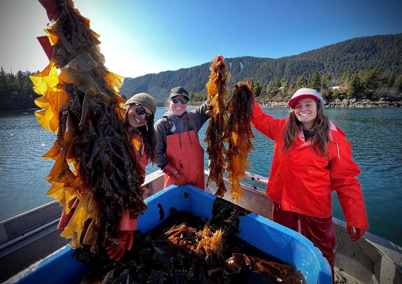 Three women in rain gear holding up bunches of brown kelp stand on a boat on the water.