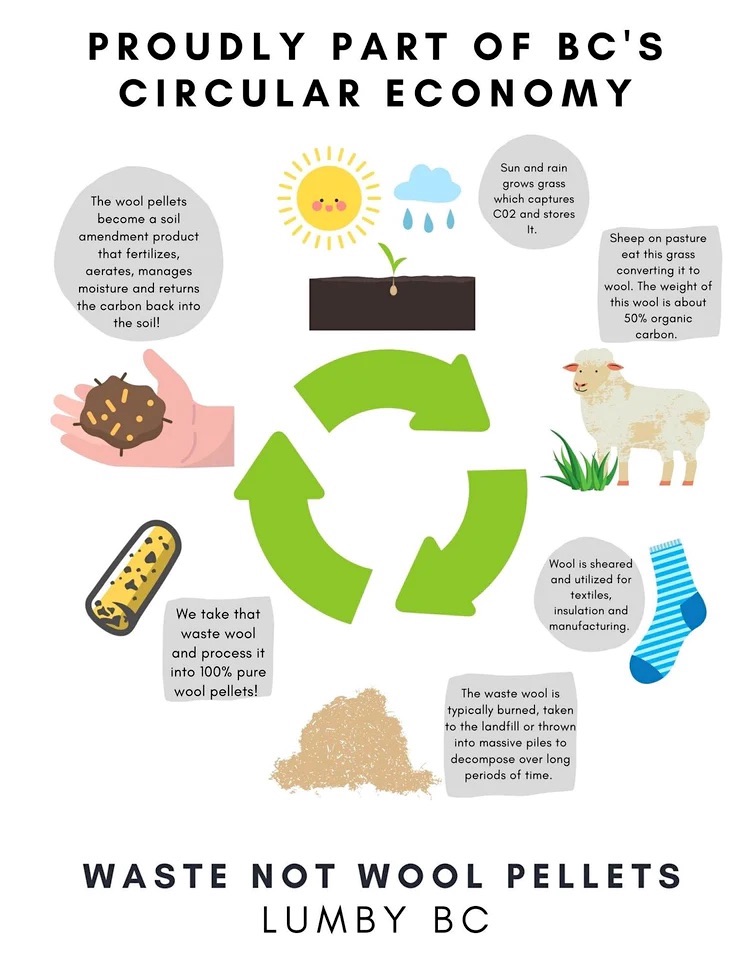 An infographic has a set of circular green arrows at the centre. There are illustrations of sheep, woollen socks, a pile of wool, pelletized wool fertilizer, a hand holding soil and then plants growing from soil — those plants will then feed the sheep and start the cycle over again.