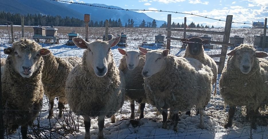 Sheep stand on snowy ground, mostly looking at the camera.