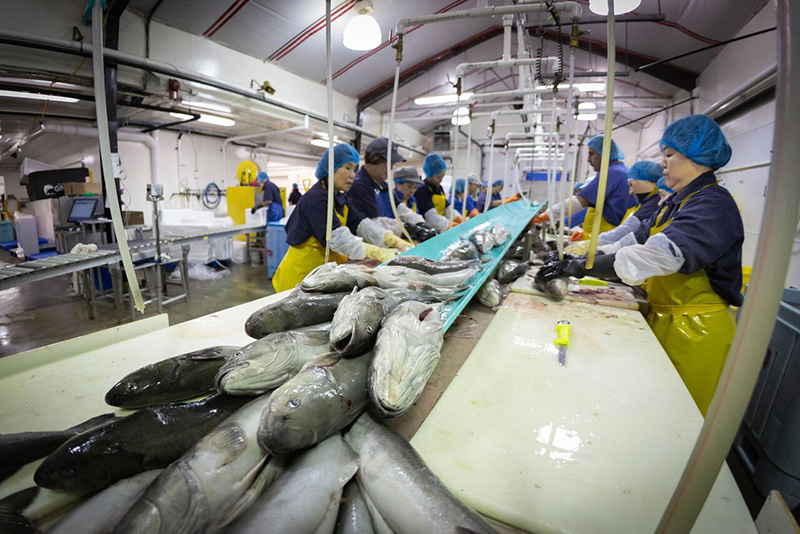 Workers on either side of a central half-tube use knives to process fish, which they then place in the tube.