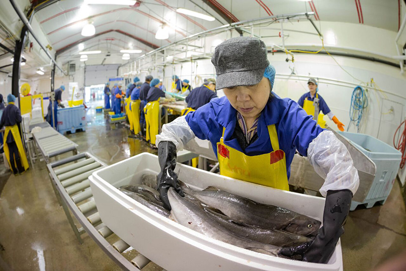 A woman wearing a hairnet, big black gloves and a yellow apron handles a sablefish in a Styrofoam box.