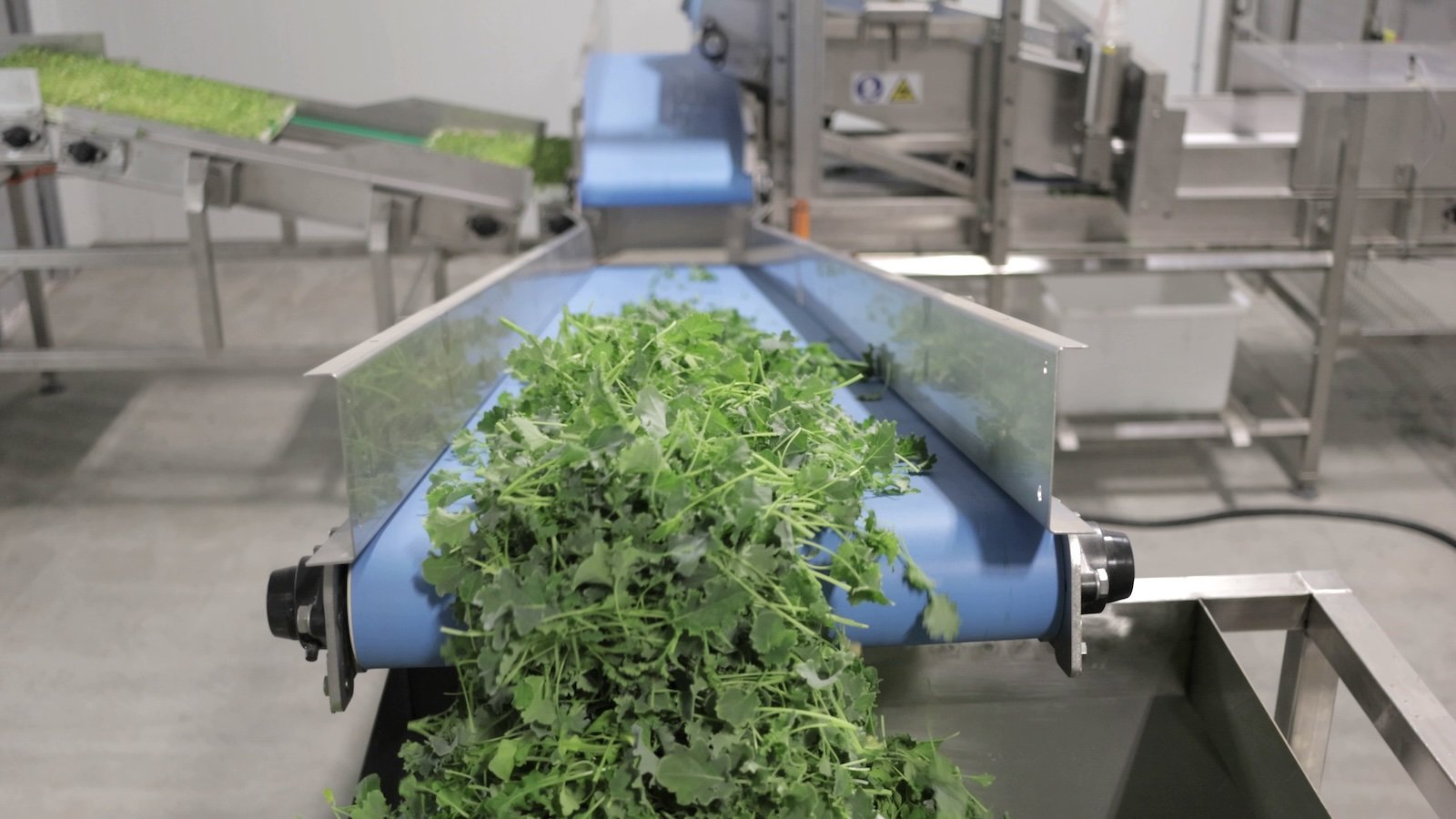 Salad greens on a conveyor belt.